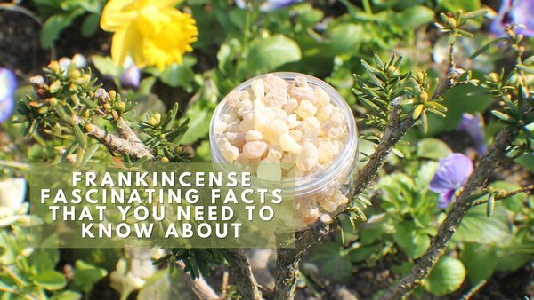frankincense facts that you need to know